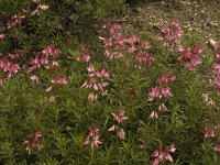 Ononis fruticosa 6, Saxifraga-Jan van der Straaten