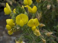 Ononis natrix 13, Saxifraga-Willem van Kruijsbergen