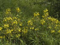 Ononis natrix 6, Saxifraga-Jan van der Straaten