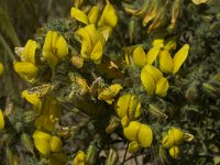 Ononis natrix ssp natrix 21, Saxifraga-Willem van Kruijsbergen