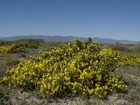 Ononis natrix ssp natrix 25, Saxifraga-Willem van Kruijsbergen