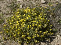 Ononis natrix ssp natrix 26, Saxifraga-Jan van der Straaten