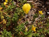 Ononis ramosissima 10, Saxifraga-Ed Stikvoort