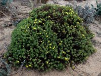 Ononis ramosissima 18, Saxifraga-Ed Stikvoort