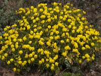 Ononis ramosissima 7, Saxifraga-Willem van Kruijsbergen