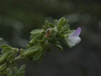 Ononis reclinata 3, Saxifraga-Willem van Kruijsbergen