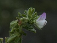 Ononis reclinata 4, Saxifraga-Willem van Kruijsbergen