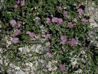 Ononis repens 2, Kruipend stalkruid, Saxifraga-Jan van der Straaten