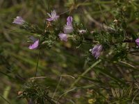 Ononis repens 30, Kruipend stalkruid, Saxifraga-Jan van der Straaten