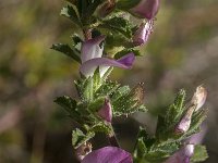 Ononis repens 32, Kruipend stalkruid, Saxifraga-Jan van der Straaten