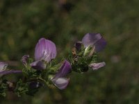 Ononis repens 33, Kruipend stalkruid, Saxifraga-Jan van der Straaten