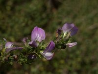 Ononis repens 36, Kruipend stalkruid, Saxifraga-Jan van der Straaten