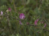 Ononis repens 5, Kruipend stalkruid, Saxifraga-Willem van Kruijsbergen