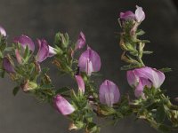 Ononis repens 6, Kruipend stalkruid, Saxifraga-Willem van Kruijsbergen