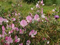 Ononis repens 76, Kruipend Stalkruid, Saxifraga-Jeroen Willemsen