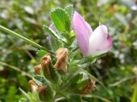 Ononis repens 78, Kruipend stalkruid, Saxifraga-Rutger Barendse