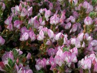 Ononis repens ssp repens 24, Kruipend stalkruid, Saxifraga-Ed Stikvoort