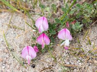 Ononis repens ssp repens 7, Kruipend stalkruid, Saxifraga-Bart Vastenhouw