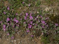 Ononis repens ssp repens 80, Kruipend stalkruid, Saxifraga-Jan van der Straaten