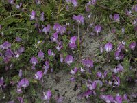 Ononis repens ssp repens 83, Kruipend stalkruid, Saxifraga-Jan van der Straaten