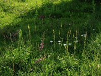 Ononis repens ssp spinosa 13, Kattendoorn, Saxifraga-Hans Boll