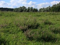 Ononis repens ssp spinosa 20, Kattendoorn, Saxifraga-Hans Boll