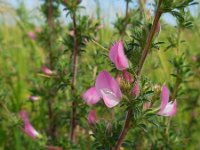 Ononis repens ssp spinosa 26, Kattendoorn, Saxifraga-Ed Stikvoort