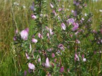 Ononis repens ssp spinosa 28, Kattendoorn, Saxifraga-Ed Stikvoort