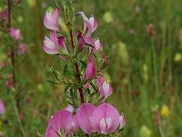 Ononis repens ssp spinosa 43, Kattendoorn, Saxifraga-Willem van Kruijsbergen