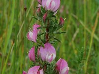 Ononis repens ssp spinosa 45, Kattendoorn, Saxifraga-Willem van Kruijsbergen