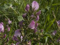 Ononis repens ssp spinosa 58, Kattendoorn, Saxifraga-Jan van der Straaten