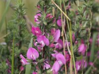 Ononis repens ssp spinosa 61, Kattendoorn, Saxifraga-Peter Meininger