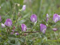 Ononis repens ssp spinosa 62, Kattendoorn, Saxifraga-Mark Zekhuis