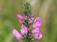 Ononis repens ssp spinosa 63, Kattendoorn, Saxifraga-Bart Vastenhouw