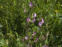 Ononis repens ssp spinosa 65, Kattendoorn, Saxifraga-Jan van der Straaten