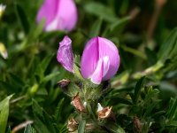 Ononis repens ssp spinosa 77, Kattendoorn, Saxifraga-Bart Vastenhouw