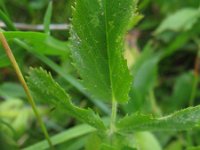 Ononis spinosa ssp marina 79, Saxifraga-Rutger Barendse