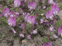 Ononis spinosa ssp procurrens 87, Kruipend stalkruid, Saxifraga-Willem van Kruijsbergen