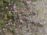 Ononis spinosa ssp procurrens 89, Kruipend stalkruid, Saxifraga-Willem van Kruijsbergen