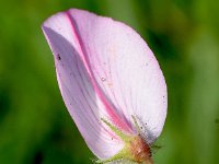 Ononis rotundifolia