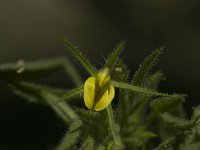 Ononis sicula 2, Saxifraga-Willem van Kruijsbergen