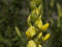 Ononis speciosa 11, Saxifraga-Willem van Kruijsbergen