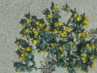 Ononis variegata 5, Saxifraga-Jan van der Straaten