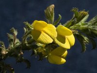 Ononis variegata 6, Saxifraga-Jan van der Straaten