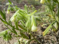 Onosma arenaria 2, Saxifraga-Rutger Barendse