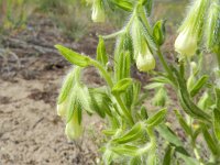 Onosma arenaria 3, Saxifraga-Rutger Barendse