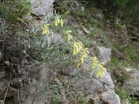 Onosma echioides 2, Saxifraga-Dirk Hilbers