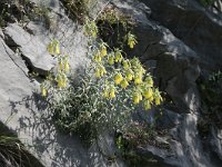 Onosma echioides 3, Saxifraga-Dirk Hilbers