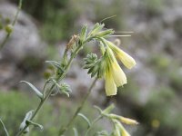 Onosma echioides 4, Saxifraga-Dirk Hilbers