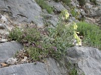 Onosma echioides 5, Saxifraga-Dirk Hilbers